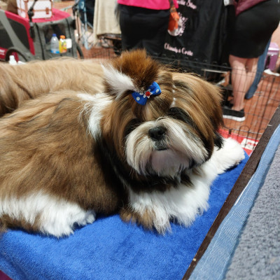 Étalon Shih Tzu - AYDNN Des Trésors De Kailash