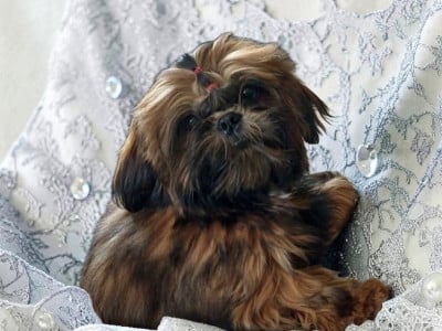 Étalon Shih Tzu - AMBRE MEI LAN Des Trésors De Kailash