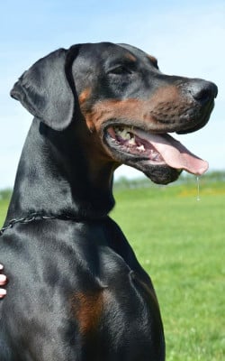 CH. CHICO DE GIPEUCA Titre Initial