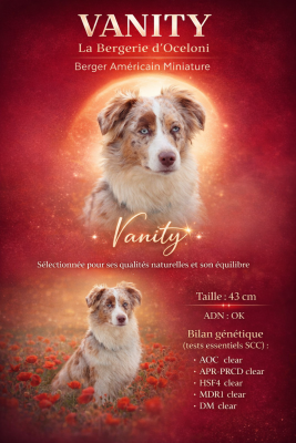 Étalon Berger Américain Miniature - Vanity (Sans Affixe)