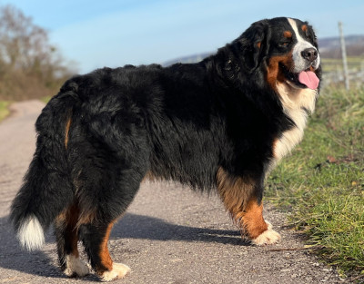 Étalon Bouvier Bernois - CH. Bollbölen Swiss Wilburg