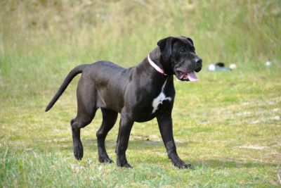 Étalon Presa canario - tierra grancan Xena