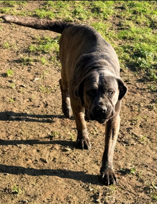 Étalon Cane Corso - VIPER de Roz Ar Gall