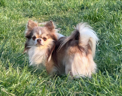 Étalon Chihuahua - Urko de la celiane