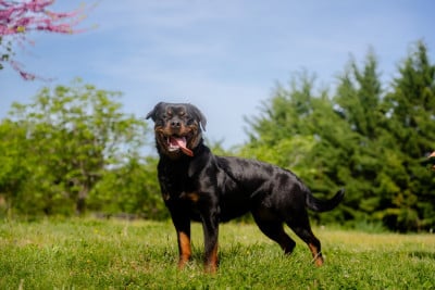 Étalon Rottweiler - VANYA Des molosses de Garabit