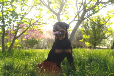 Étalon Rottweiler - VADOR Du Royaume De L'Occitanie