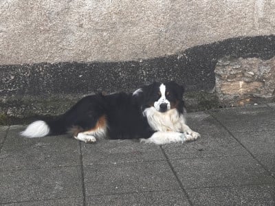 Étalon Berger Américain Miniature - Vent de liberté Viking des Romarins de Mayerling