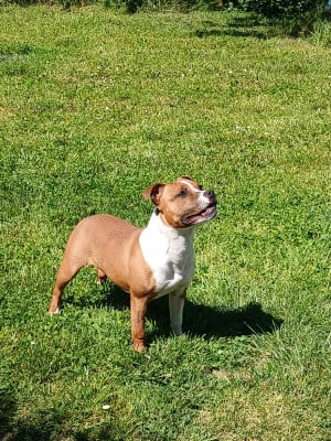 Étalon Staffordshire Bull Terrier - A gaia for ever The Jocker's Bullyhouse