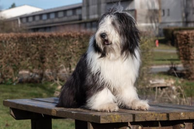 Étalon Bearded Collie - Alloway Of Pure Magic Wood