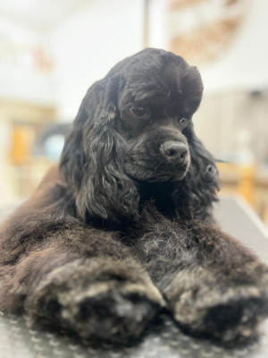 Étalon American Cocker Spaniel - shameless Apple beauty