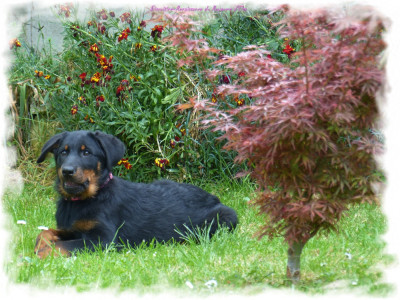 Étalon Berger de Beauce - Biscuitine-Renaissance du Royaume D'Elsa