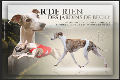 Étalon Whippet - CH. R'de rien des Jardins de Becky}
