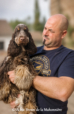 Étalon Cocker Spaniel Anglais - Vickye Brown de la Mahonnière De La Mahonnière