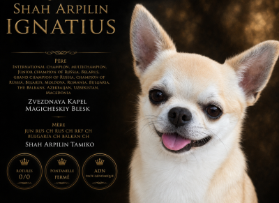 Étalon Chihuahua - shah arpilin IGNATIUS