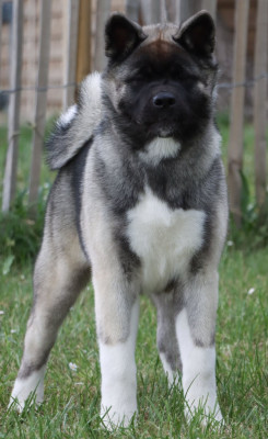 Étalon Akita americain - Anouchka Des Griffes D'Artio
