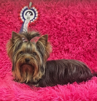 Étalon Yorkshire Terrier - AMBRE DIT ANNETTE Des P'tits Bouts D'amour