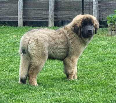 Étalon Leonberger - B'Naboo Ideal Love des Géants de l'Ange Blanc