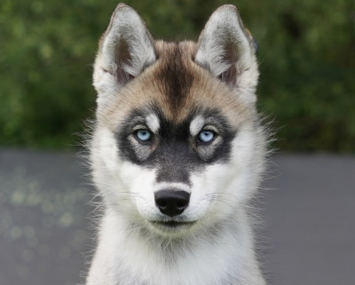 Étalon Siberian Husky - Alcateia Das Neves Borea