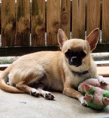 Étalon Chihuahua - Vanille Of Little Dog's Paradise
