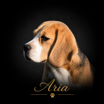 Étalon Beagle - Aria de la vallée du grand loup