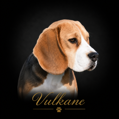 Étalon Beagle - Volkane de la vallée du grand loup