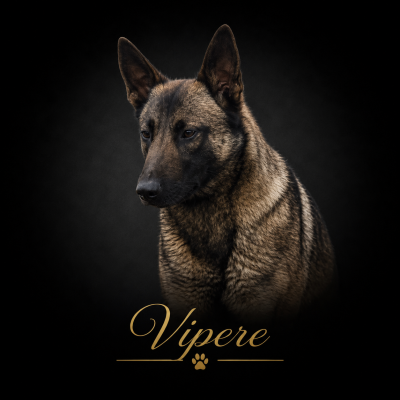 Étalon Berger Belge - Vipere de la vallée du grand loup