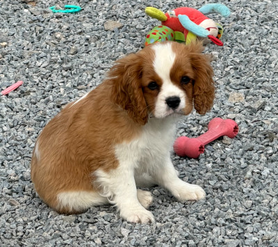 Étalon Cavalier King Charles Spaniel - bijoux Du domaine du quinquis