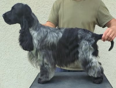 Étalon Cocker Spaniel Anglais - forever rizi bizi Orson