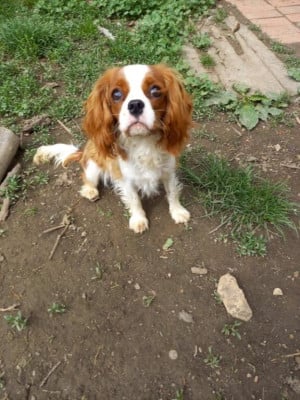 Étalon Cavalier King Charles Spaniel - ATLAS DE PALINE ilan de paline