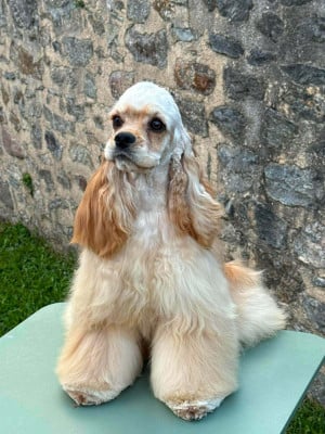 Étalon American Cocker Spaniel - Hall Of Lords A Song O'fire And Frost