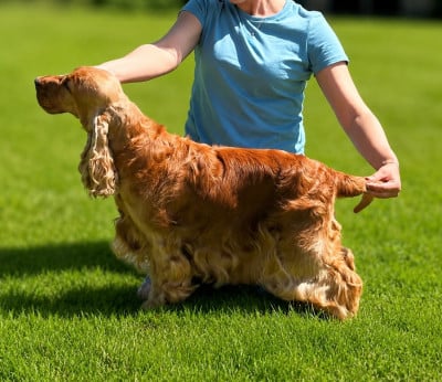 Étalon Cocker Spaniel Anglais - Scarlett ohara des années folles