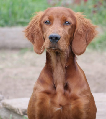 Étalon Setter irlandais rouge - BB Du bois de balisy