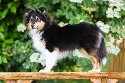 Étalon Shetland Sheepdog - "Anakin" Fernando Gyvenimo Energija
