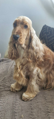 Étalon Cocker Spaniel Anglais - U take my heart dite sweety de kerdero