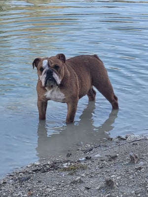 Étalon Bulldog Anglais - Uinona Ryder Des éclats De Cassiopée