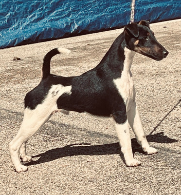 Étalon Fox Terrier Poil lisse - Ares By Fox rebell Fubelfox
