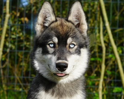 Étalon Siberian Husky - Alcateia Das Neves Borea