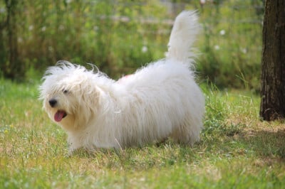 Étalon Coton de Tulear - Uno du mont de la chenaie