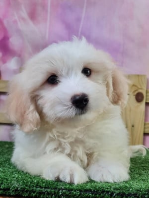 Étalon Coton de Tulear - Tagada du mont de la chenaie