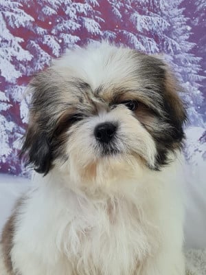Étalon Shih Tzu - VVATANABE du mont de la chenaie