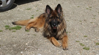 Étalon Berger Allemand Poil Long - PALOMA Du Domaine De La Phoenix Dorée