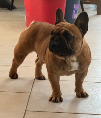 Étalon Bouledogue français - VANILLA (Sans Affixe)