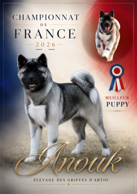 Étalon Akita americain - Anouchka Des Griffes D'Artio