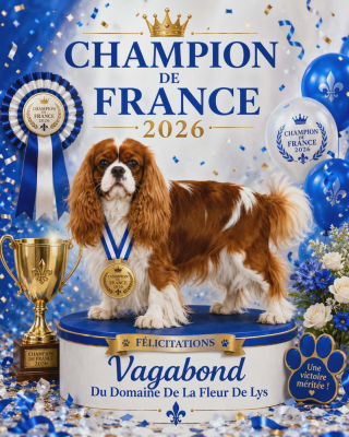 Étalon Cavalier King Charles Spaniel - CH. Vagabond Du Domaine De La Fleur De Lys