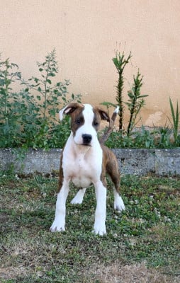 Étalon American Staffordshire Terrier - JAGGER HELLFIRE KING OF inferno devil's