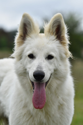 Étalon Berger Blanc Suisse - Proxima Centauri z chaty leona