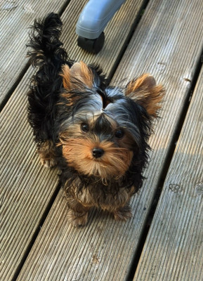 Étalon Yorkshire Terrier - Belly Love de La Vallee Des Roses Rouges