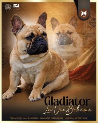 Étalon Bouledogue français - Gladiator la vie boheme