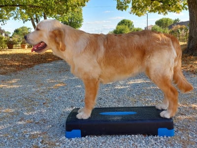 Étalon Golden Retriever - Pemberley Fields Addicted to you