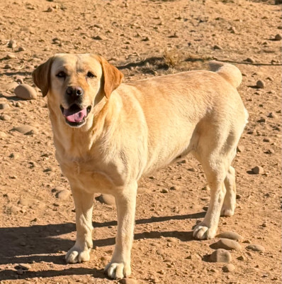 Étalon Labrador Retriever - TORNADE du clos du barrian